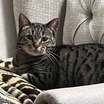 Thumbnail photo of Maneki Neko #4