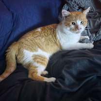 Thumbnail photo of Theodore #3