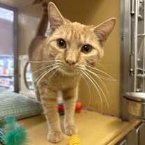 Thumbnail photo of Ziggy #2