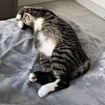 Thumbnail photo of Louie #4