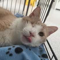 Thumbnail photo of Uno #4