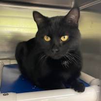 Thumbnail photo of Goliath  #2