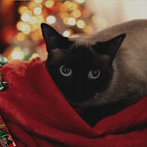 Thumbnail photo of Smudge #3