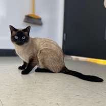 Thumbnail photo of Smudge #4