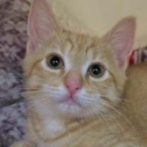 Thumbnail photo of Oliver #4