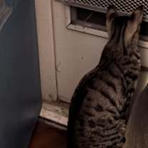 Thumbnail photo of Skeeter #2