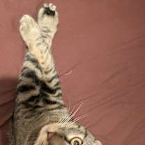 Thumbnail photo of Moofasah/ Kevin Bacon #2