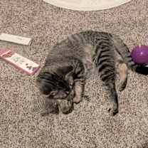 Thumbnail photo of Moofasah/ Kevin Bacon #3