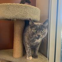 Thumbnail photo of Mango #3