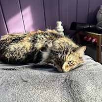 Thumbnail photo of Pumpkin! #2