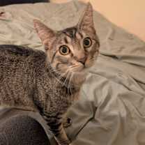 Thumbnail photo of Moofasah/ Kevin Bacon #4