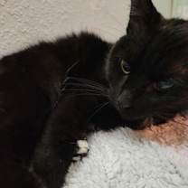 Thumbnail photo of LEONA #2