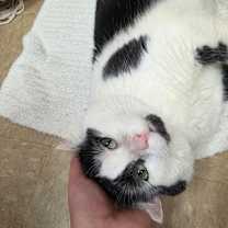 Thumbnail photo of Baskerville #2