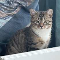 Thumbnail photo of Hurlock #1