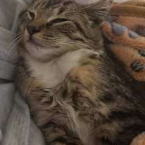 Thumbnail photo of Hurlock #3