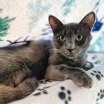 Thumbnail photo of Smokey #2