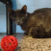 Thumbnail photo of Smokey #3