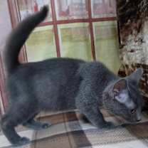 Thumbnail photo of Joel #3