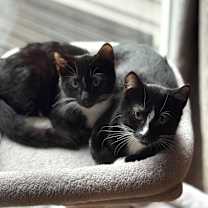 Thumbnail photo of Orio #4