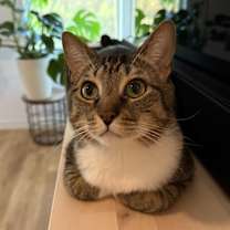 Thumbnail photo of Milo #1