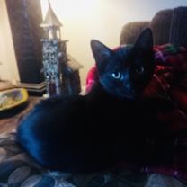 Thumbnail photo of Pantera #3