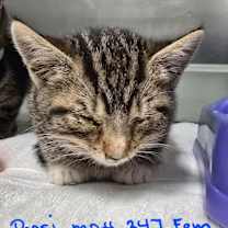 Thumbnail photo of Pepsi #2