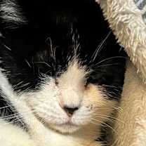 Thumbnail photo of Abby #2