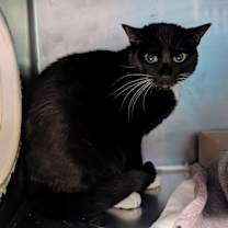 Thumbnail photo of Akelah #4