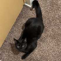 Thumbnail photo of Pepper #4