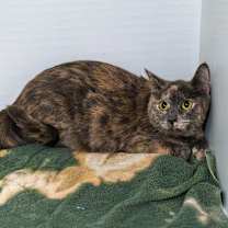 Thumbnail photo of Penelope #3