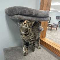 Thumbnail photo of Melody #4