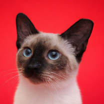 Thumbnail photo of Asher #1