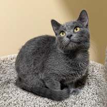 Thumbnail photo of Zelda #1