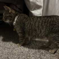 Thumbnail photo of Maple #3