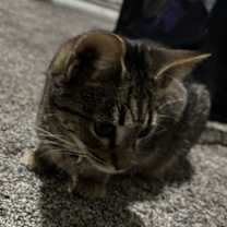 Thumbnail photo of Maple #4