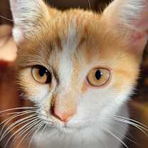 Thumbnail photo of Panchita #1