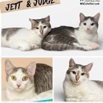 Thumbnail photo of JUDGE (LOVES EAR SCRATCHES) #4