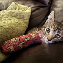 Thumbnail photo of Raven C Grace #4