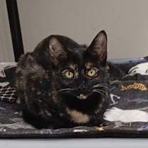 Thumbnail photo of Tip Toe #2