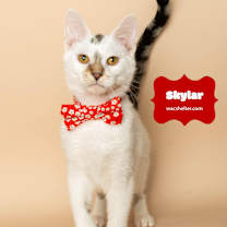 Thumbnail photo of SKYLAR (so sweet) #2