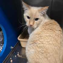 Thumbnail photo of Chip #2