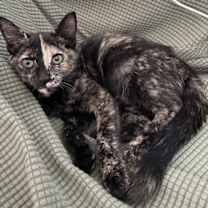 Thumbnail photo of BUTTERS #1