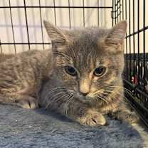 Thumbnail photo of Milkshake #2