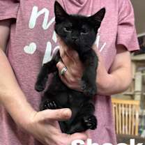 Thumbnail photo of Shock #1