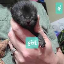 Thumbnail photo of Shock #3