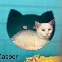 Thumbnail photo of Casper #1