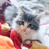 Thumbnail photo of Frosty #1