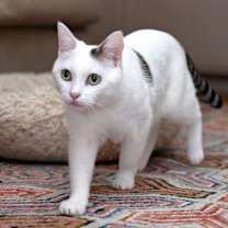 Thumbnail photo of Blossom 2 #1