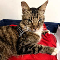 Thumbnail photo of Mr Whiskers #3