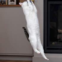 Thumbnail photo of Blossom 2 #3